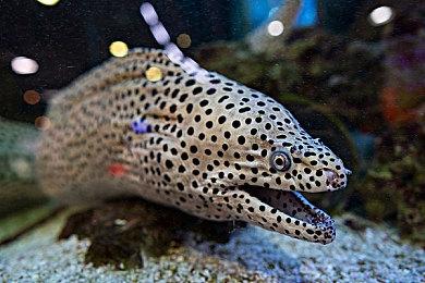 Fami通新一周销量榜 《英雄传说：黎之轨迹》登顶