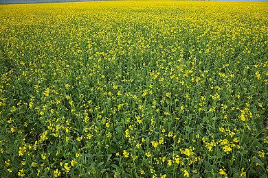 《装甲核心6》Game Informer杂志封面公开